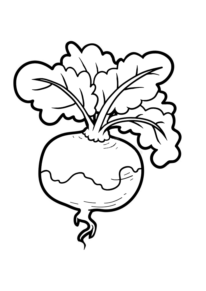Beetroot Coloring page Print